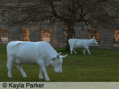 2 life-size models of white horned cows by tree on grass area, Royal William Yard