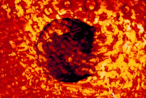 Kayla-Parker-Sunset-Strip-magnolia-sun2