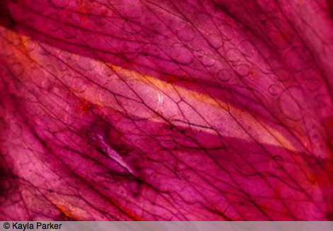 image of Super16mm film frame from the film Poppies, petals from a wild poppy pressed onto a clear 16mm film strip 