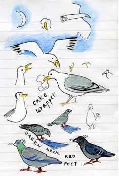 AoCseagulls01