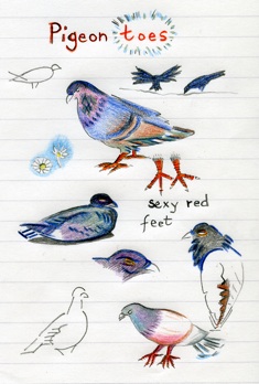 AoCpigeons01