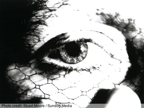 Still frame from Kayla' film Cage of Flame: a black and white photo of Kayla's eye, veiled, taken by Stuart Moore as artwork for the film