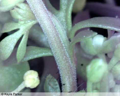 kayla_parker_phd_talks_feeling_for_nature_leaf_white_flower