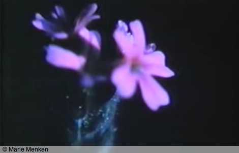 kayla_parker_phd_talks_feeling_for_nature_menken_glimpse