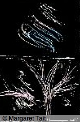 kayla_parker_phd_talks_tait_numen_of_the_boughs1