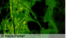 kayla_parker_small_hair_piece2_1