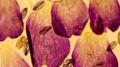 Small purple cranesbill petals and stamens