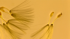 Unripe dandelion seeds