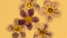 5 forget-me-not flowers