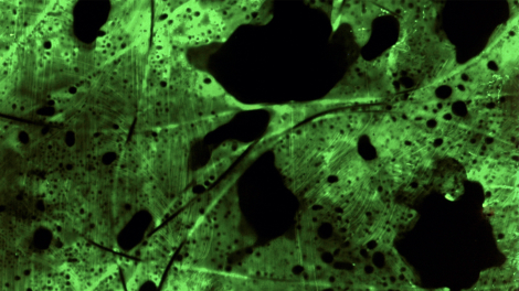 kayla_parker_heirloom_470