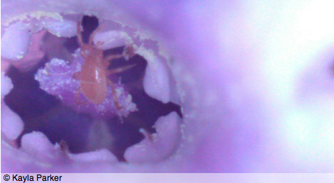 film frame from Twenty Foot Square, depicts a close-up ( x 50) of inside a Bluebell flower, with tiny spider