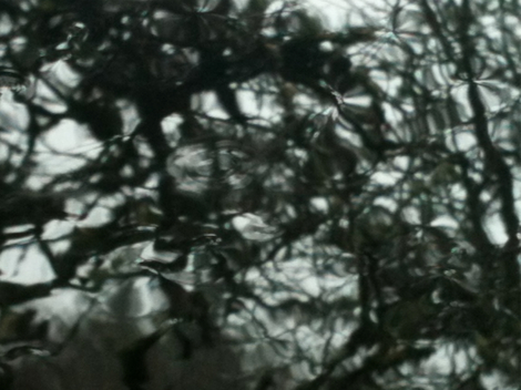 photo of trees in the rain taken through car windscreen