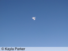 kayla's photo of the new crescent moon in a clear deep blue sky, front door step arms outstretched to the west